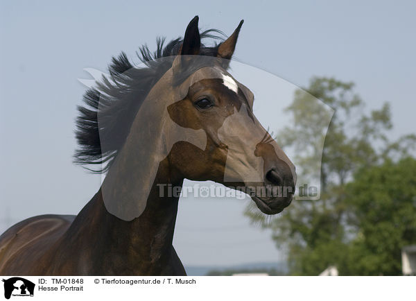 Hesse Portrait / horse portrait / TM-01848