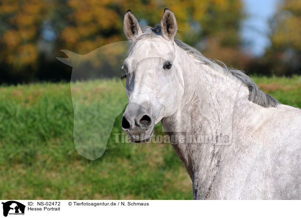 Hesse Portrait / Hessian horse portrait / NS-02472