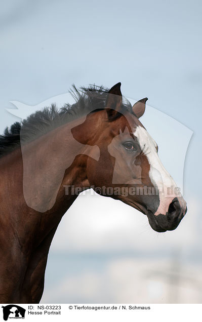 Hesse Portrait / Hessian warmblood portrait / NS-03223