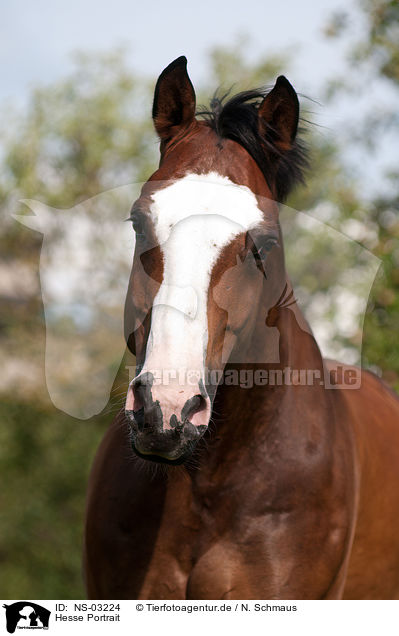 Hesse Portrait / Hessian warmblood portrait / NS-03224