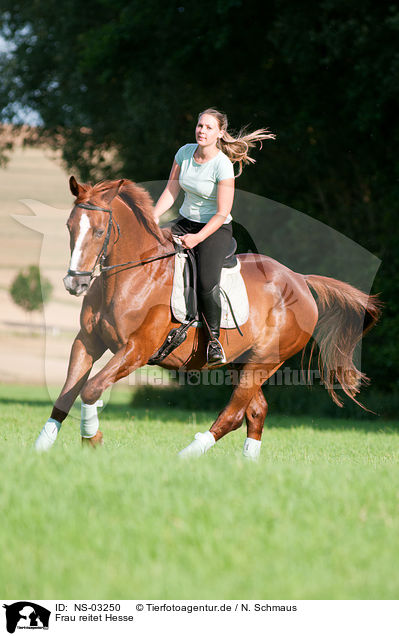 Frau reitet Hesse / woman rides Hessian warmblood / NS-03250