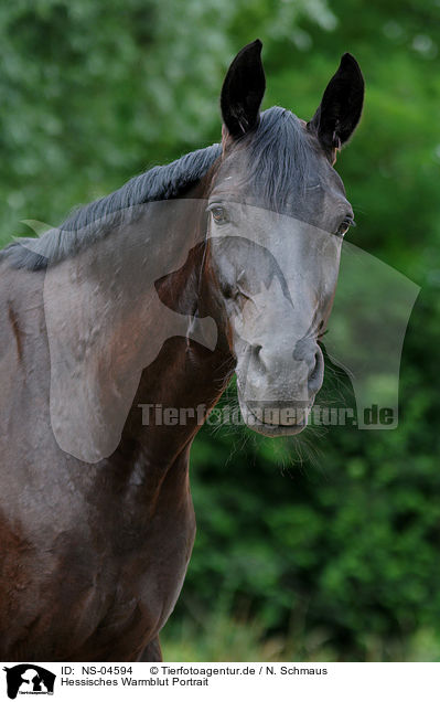 Hessisches Warmblut Portrait / NS-04594