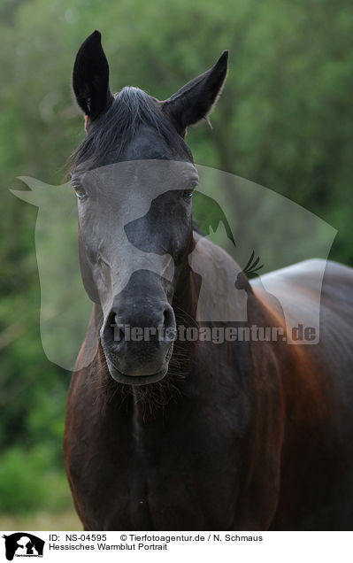 Hessisches Warmblut Portrait / NS-04595