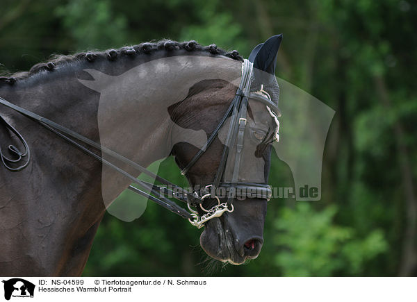 Hessisches Warmblut Portrait / Hessian Warmblood Portrait / NS-04599