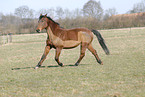 Hessisches Warmblut