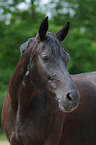 Hessisches Warmblut Portrait