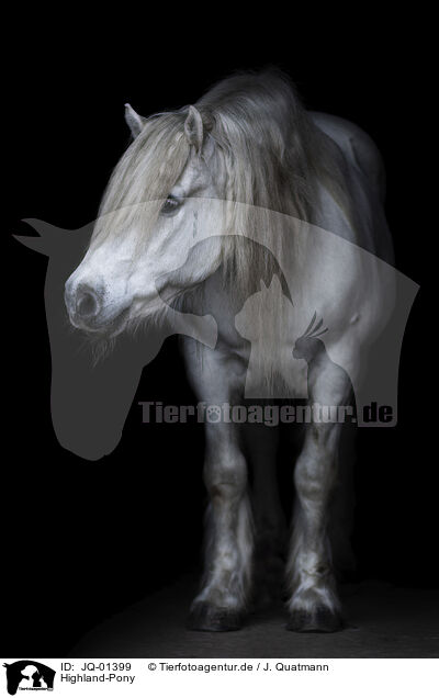 Highland-Pony / JQ-01399