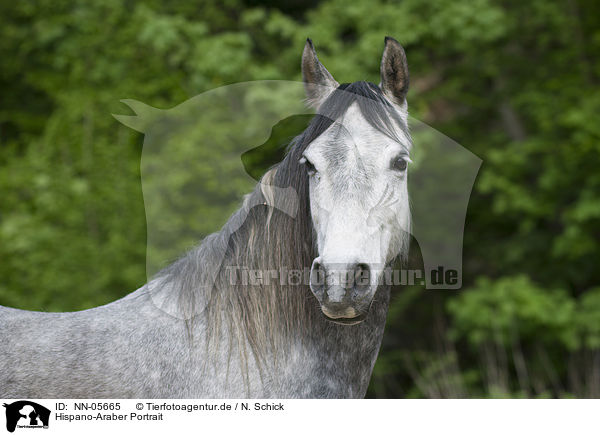 Hispano-Araber Portrait / NN-05665