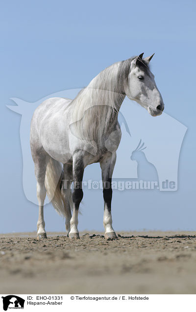Hispano-Araber / Hispano Arab Horse / EHO-01331
