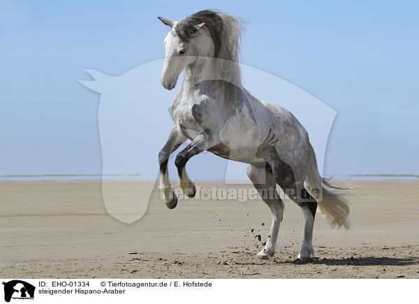 steigender Hispano-Araber / rising Hispano Arab Horse / EHO-01334