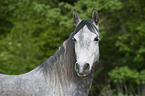 Hispano-Araber Portrait