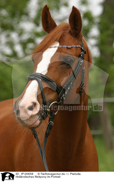 Hollndisches Reitpony im Portrait / IP-00658