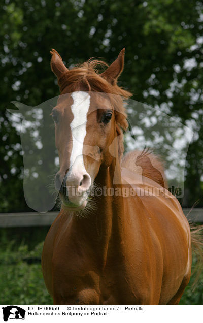Hollndisches Reitpony im Portrait / horsehead / IP-00659
