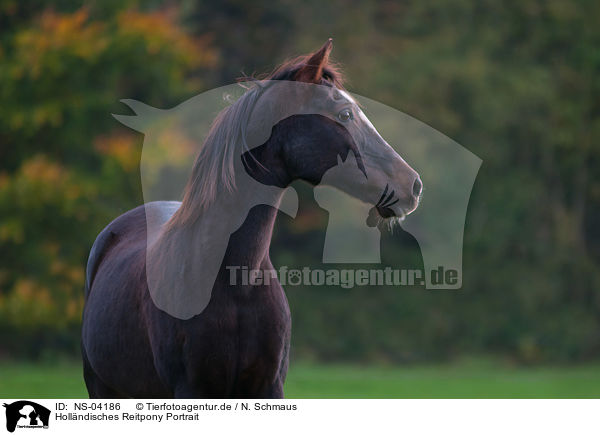 Hollndisches Reitpony Portrait / NS-04186