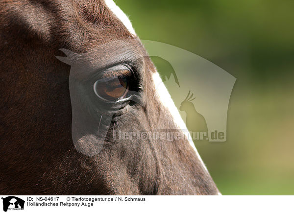 Hollndisches Reitpony Auge / Dutch Riding Pony eye / NS-04617