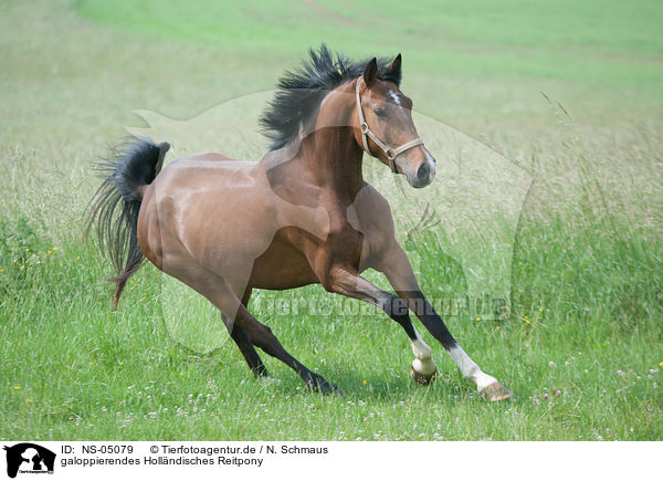 galoppierendes Hollndisches Reitpony / galloping Dutch Riding Pony / NS-05079