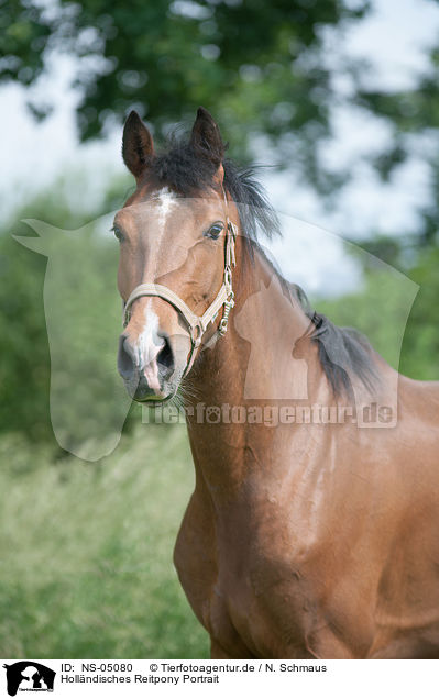 Hollndisches Reitpony Portrait / NS-05080