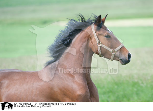 Hollndisches Reitpony Portrait / NS-05082