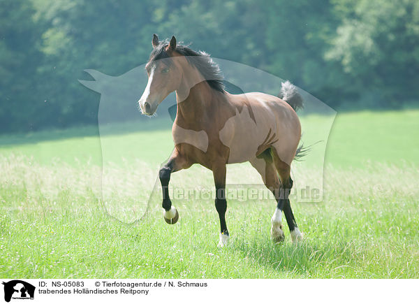 trabendes Hollndisches Reitpony / trotting Dutch Riding Pony / NS-05083
