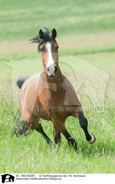 trabendes Hollndisches Reitpony / NS-05084