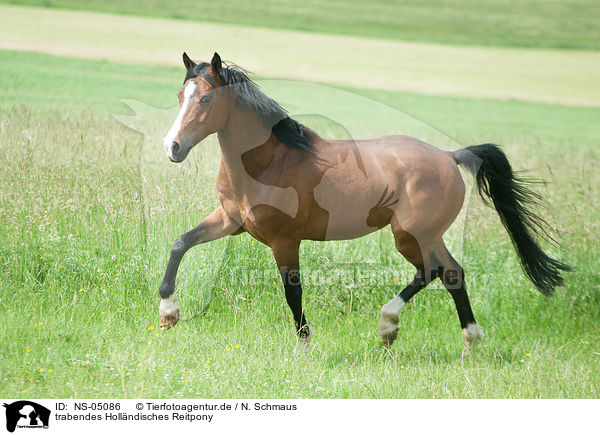 trabendes Hollndisches Reitpony / NS-05086