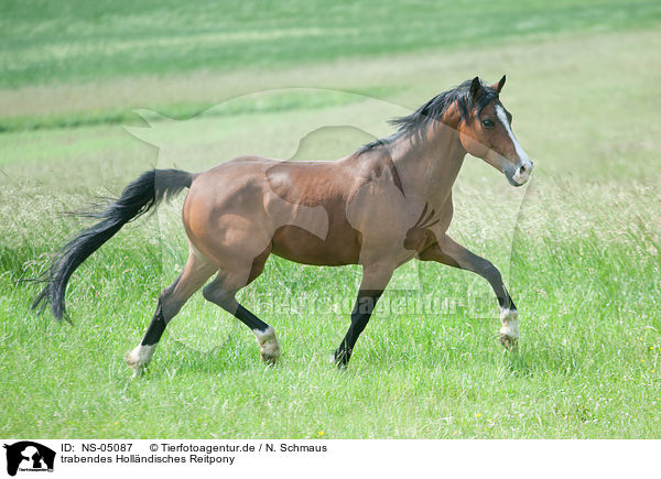 trabendes Hollndisches Reitpony / trotting Dutch Riding Pony / NS-05087