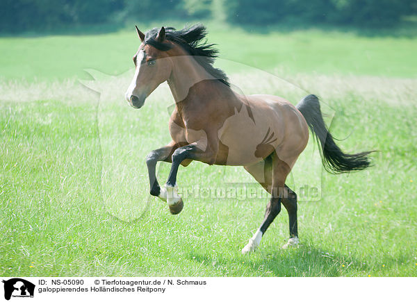 galoppierendes Hollndisches Reitpony / galloping Dutch Riding Pony / NS-05090