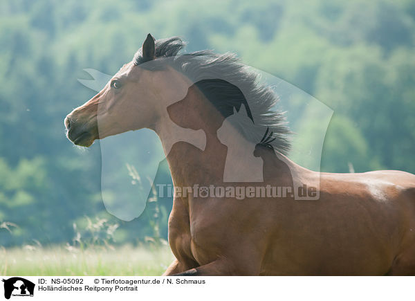 Hollndisches Reitpony Portrait / Dutch Riding Pony Portrait / NS-05092
