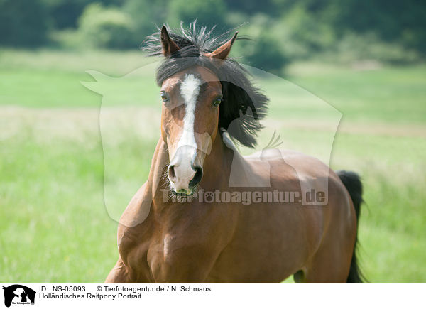 Hollndisches Reitpony Portrait / NS-05093