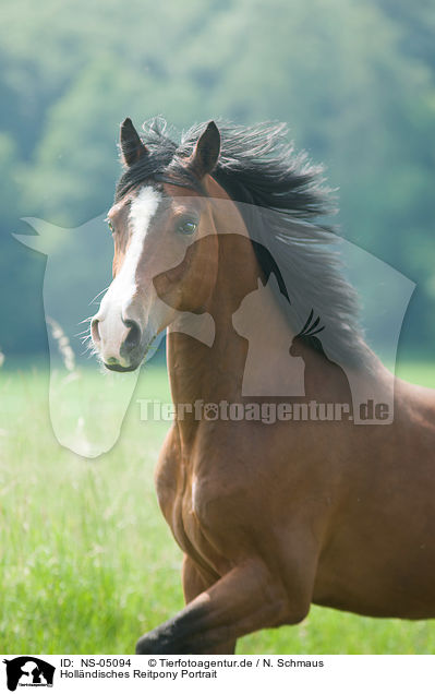 Hollndisches Reitpony Portrait / Dutch Riding Pony Portrait / NS-05094