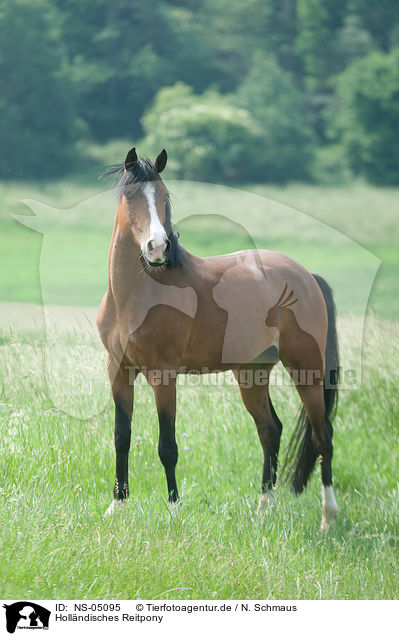 Hollndisches Reitpony / Dutch Riding Pony / NS-05095