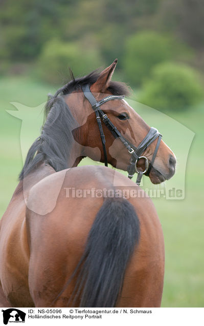 Hollndisches Reitpony Portrait / Dutch Riding Pony Portrait / NS-05096