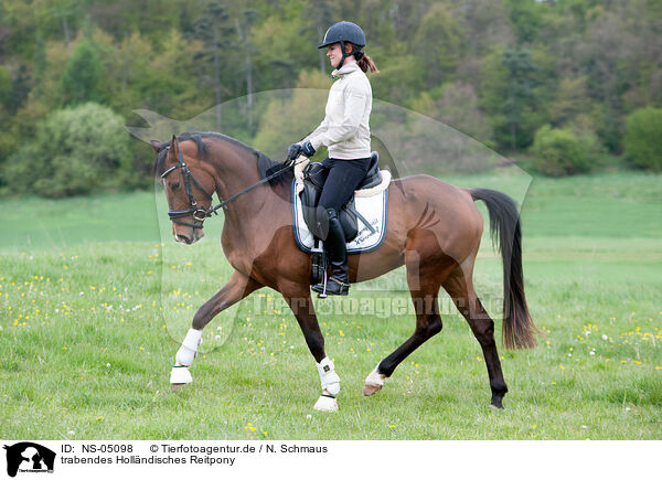 trabendes Hollndisches Reitpony / trotting Dutch Riding Pony / NS-05098