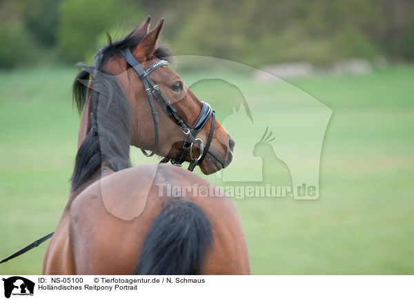 Hollndisches Reitpony Portrait / NS-05100