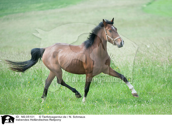 trabendes Hollndisches Reitpony / NS-05101