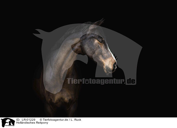 Hollndisches Reitpony / Dutch Riding Pony / LR-01229