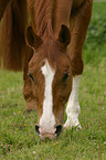 Hollndisches Reitpony im Portrait