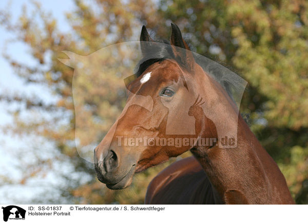 Holsteiner Portrait / holsteins horse portrait / SS-01837