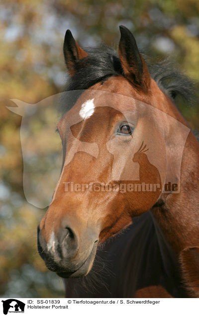 Holsteiner Portrait / holsteins horse portrait / SS-01839