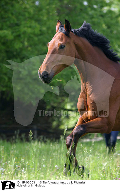 Holsteiner im Galopp / IP-00653