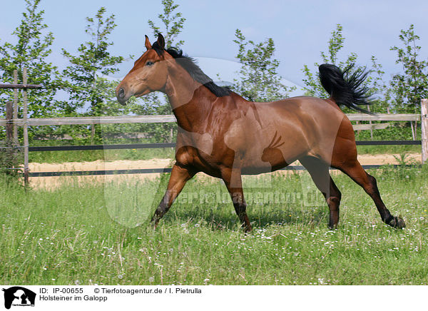Holsteiner im Galopp / running horse / IP-00655