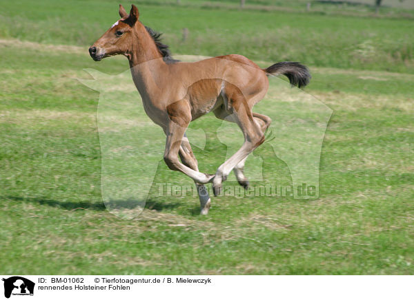 rennendes Holsteiner Fohlen / running foal / BM-01062