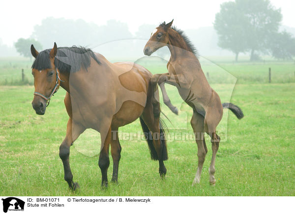 Stute mit Fohlen / Mare with Foal / BM-01071