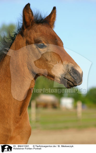 Holsteiner Fohlen Portrait / horse head / BM-01081