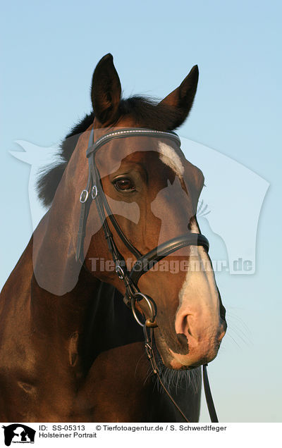 Holsteiner Portrait / holsteins horse portrait / SS-05313