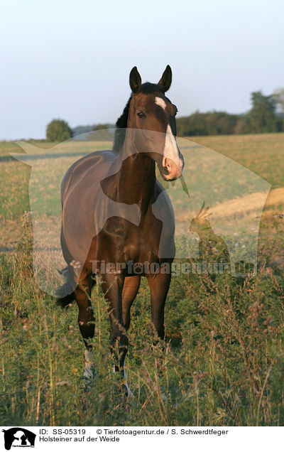 Holsteiner auf der Weide / holsteins horse in the meadow / SS-05319