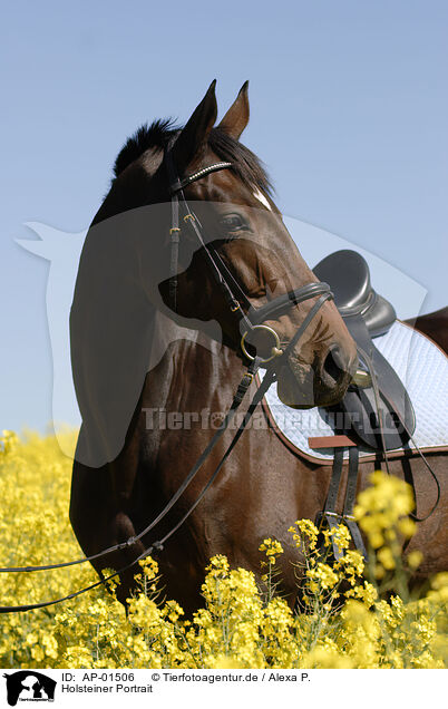 Holsteiner Portrait / Horse Head / AP-01506