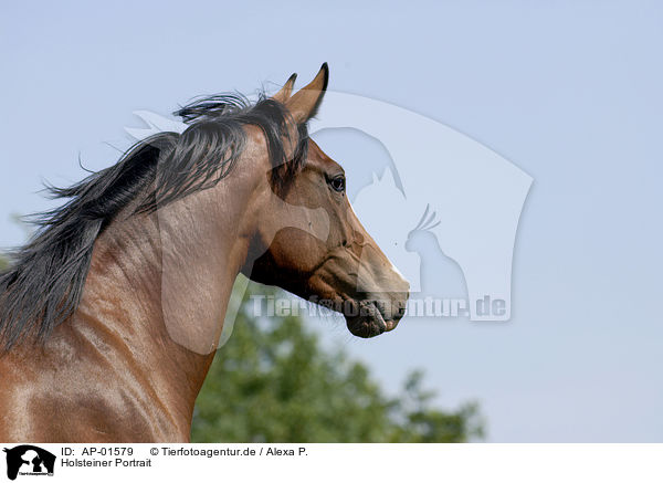Holsteiner Portrait / horse portrait / AP-01579