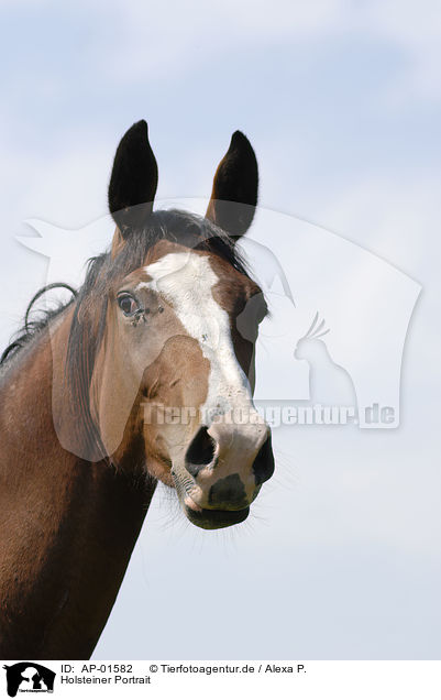 Holsteiner Portrait / horse portrait / AP-01582