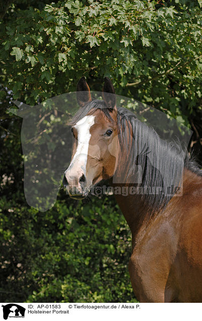 Holsteiner Portrait / horse portrait / AP-01583